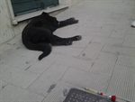 Il cane riverso in corso Manfredi si era addormentato per i sedativo sparato dal personale asl
