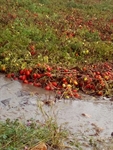 Campi di pomodoro allagati nel Foggiano