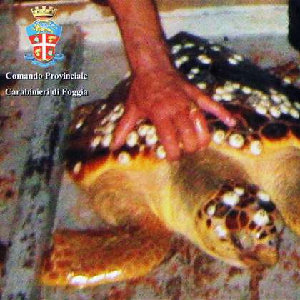 Manfredonia: salvata tartaruga marina
