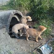Ritrovati tre cuccioli abbandonati in un canale sulla strada interna Lucera - Foggia