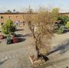 Aggressione ad albero secolare: ignorato il Regolamento comunale del verde di Foggia