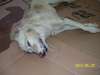 Lucera, morto il piccolo cane aggredito giorni fa
