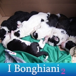 Bonghiani2 contro la violenza sugli animali