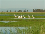 Domenica 1 febbraio Giornata mondiale delle zone umide Ramsar