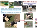Lepri Pronta Caccia mettono in pericolo la Lepre Italica nel Parco del Gargano