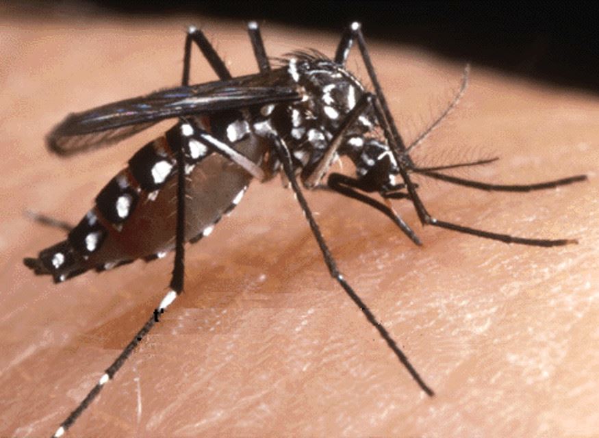 Lucera: calendario di interventi di disinfestazione adulticida straordinaria mirata alla zanzara tigre