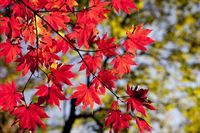 Autunno: ogni foglia è fiore - nota e poesia sull'autunno da Pasquale Zolla