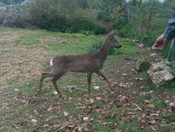 Foresta Umbra: Trovato nuovo esemplare di Capriolo Garganico