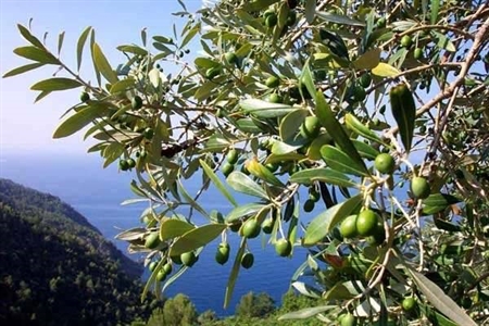 A Corato con Girolio d'Italia e il Festival 'Verso Sud' l'extravergine si racconta attraverso l'arte e la poesia